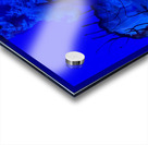 Indigo Jellyfish Acrylic print