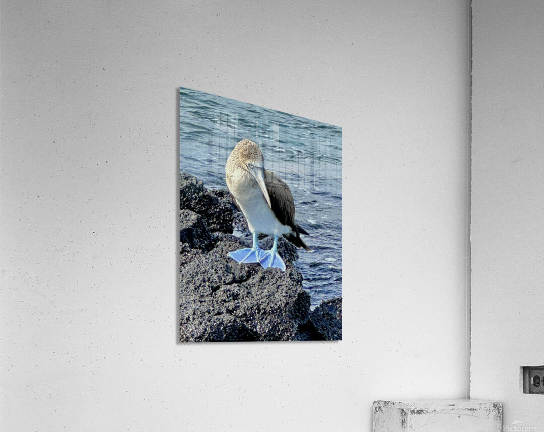 Shy Blue Footed Boobie Acrylic Print