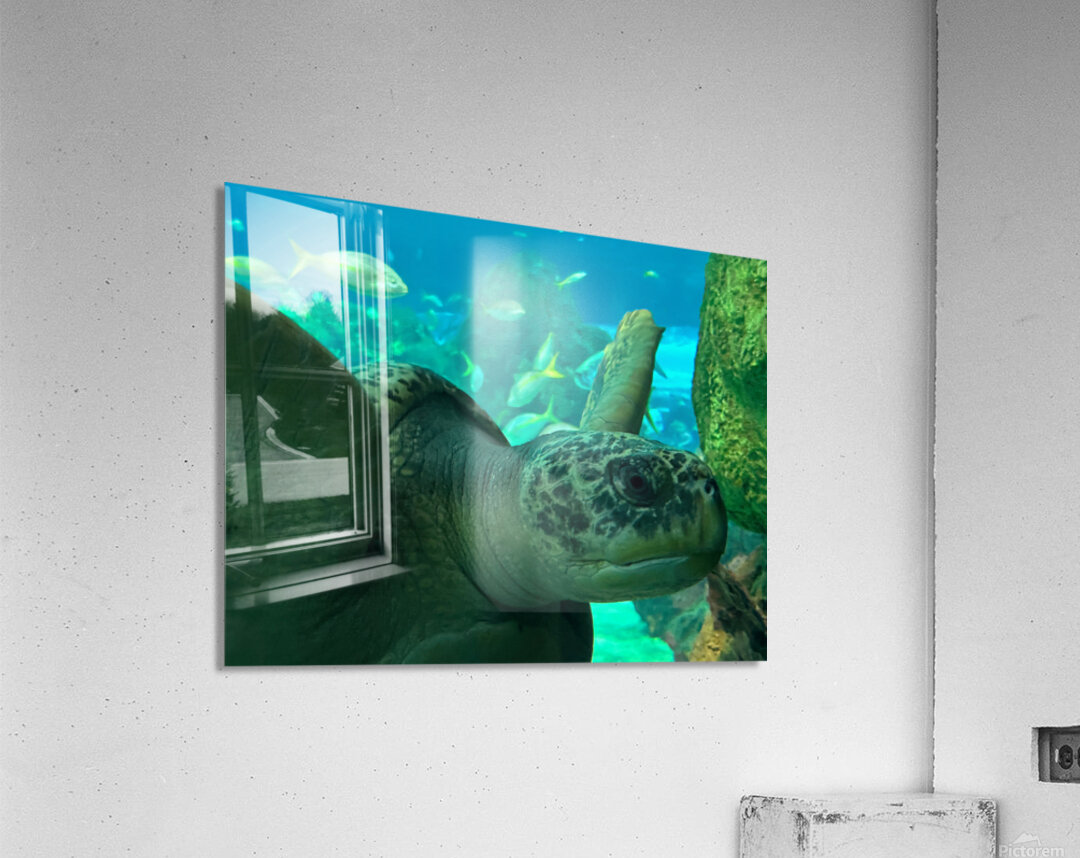 Sea Tortoise Acrylic Print