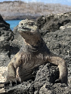 Guardian of the Beach