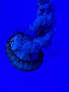 Indigo Jellyfish