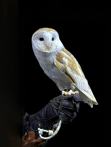 Barn Owl
