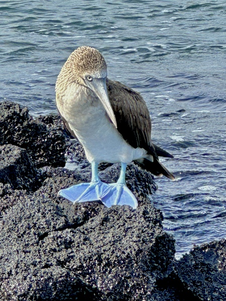 Shy Blue Footed Boobie Print