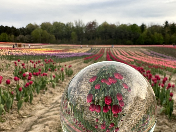Tulip Farm Print