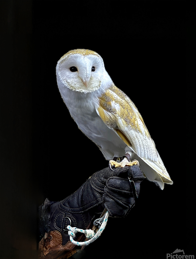 Barn Owl  Print