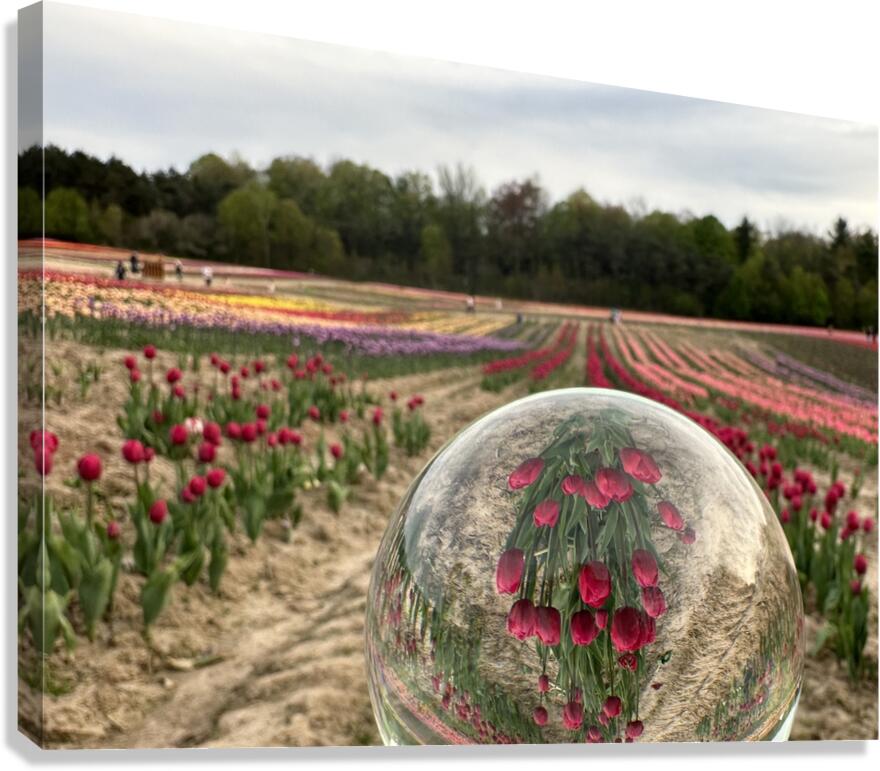 Tulip Farm Canvas Print