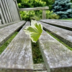 Lonely Leaf