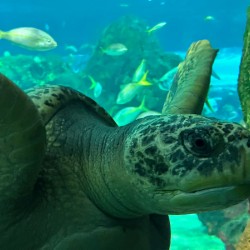 Sea Tortoise
