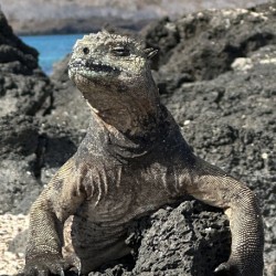 Guardian of the Beach