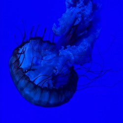 Indigo Jellyfish
