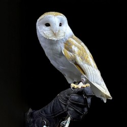 Barn Owl