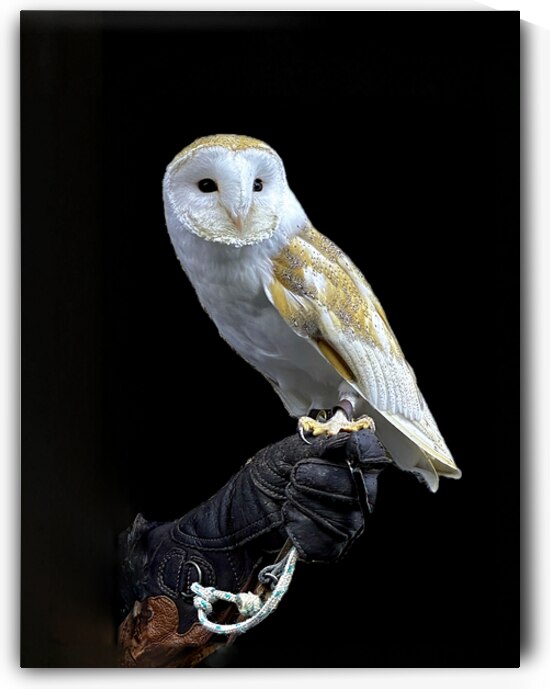 Barn Owl by Bob Hudson