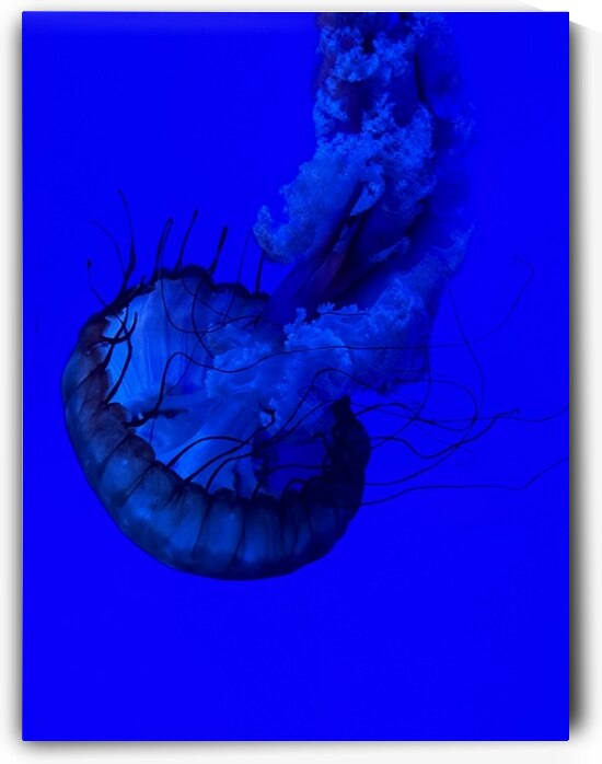 Indigo Jellyfish by Bob Hudson