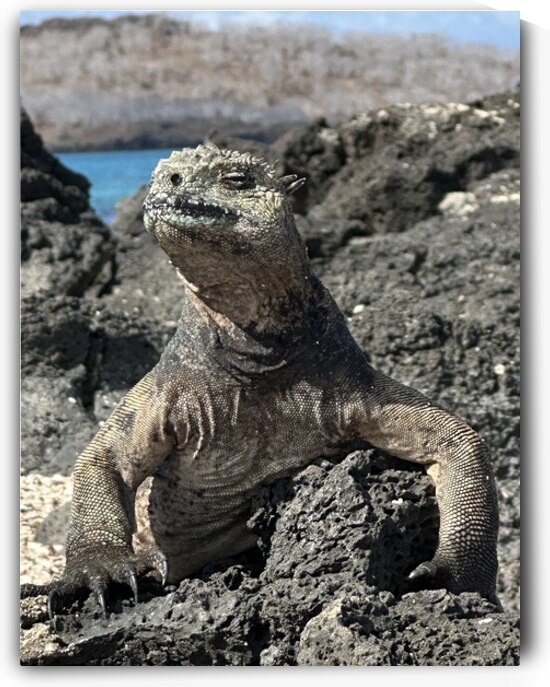 Guardian of the Beach by Bob Hudson