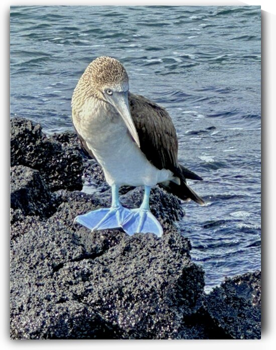 Shy Blue Footed Boobie by Bob Hudson
