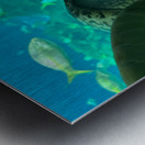 Sea Tortoise Metal print