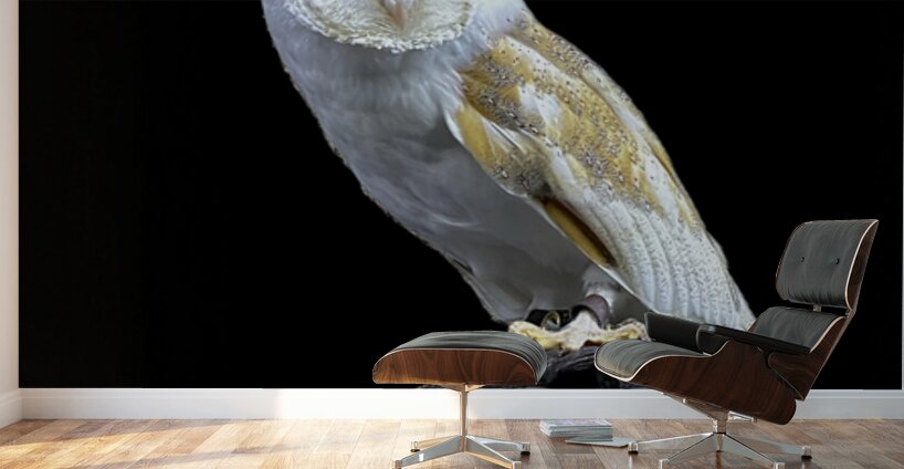 Barn Owl Wall Murals