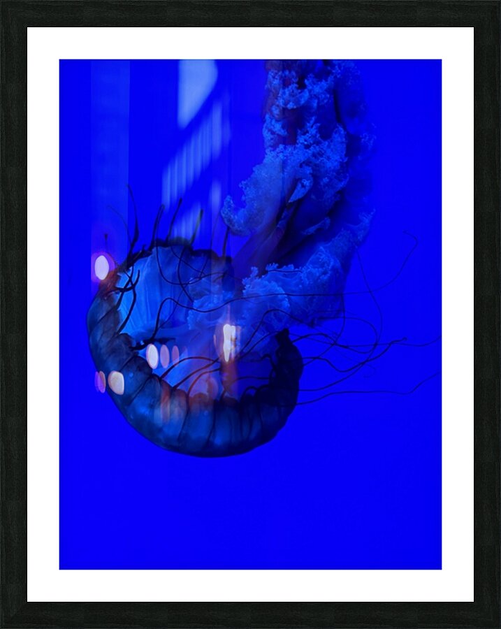Indigo Jellyfish Picture Frame print