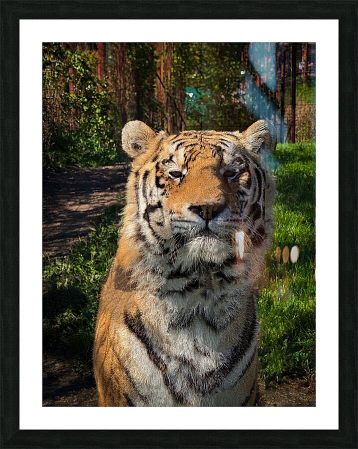 Tiger Picture Frame print