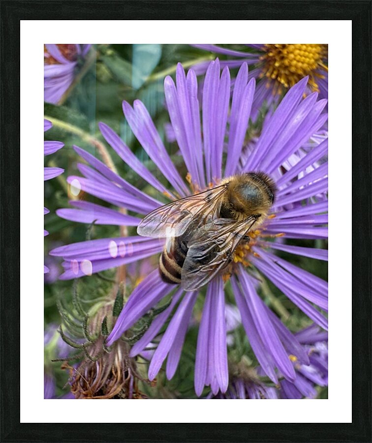 Busy Bee Picture Frame print