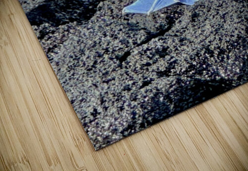 Shy Blue Footed Boobie Bob Hudson puzzle