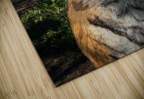 Tiger Bob Hudson puzzle