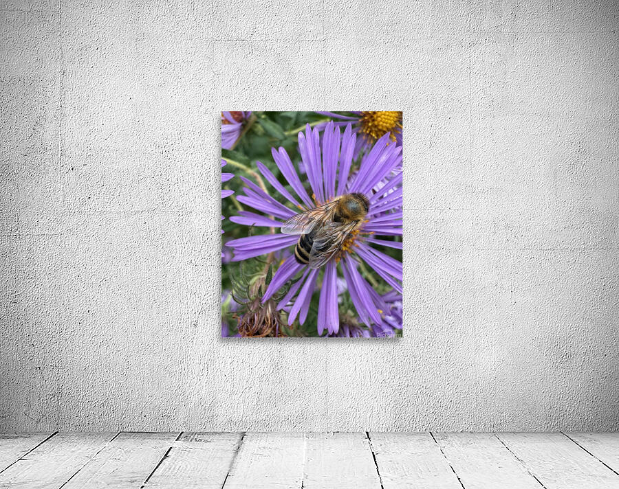 Busy Bee Wall Preview