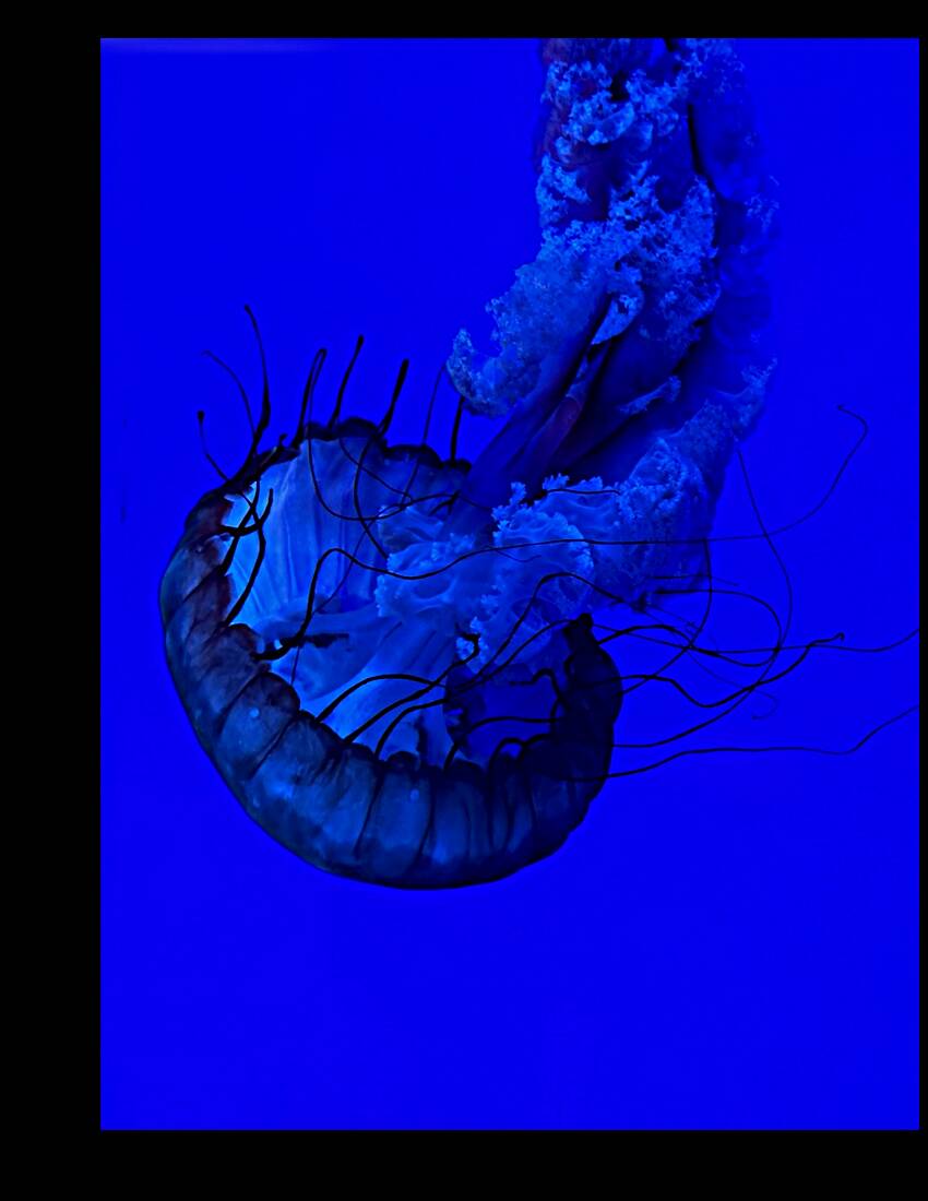 Indigo Jellyfish Reproduction