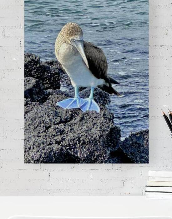 Shy Blue Footed Boobie by Bob Hudson