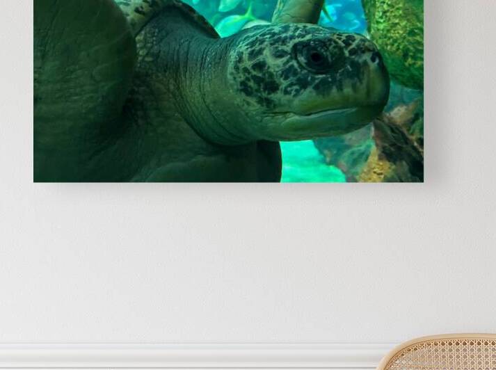 Sea Tortoise by Bob Hudson