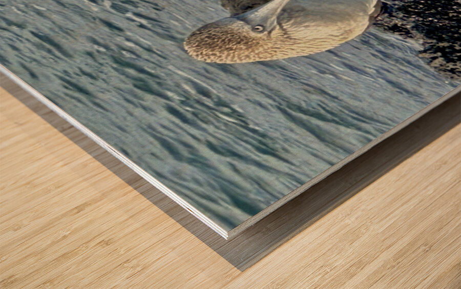 Shy Blue Footed Boobie Wood print