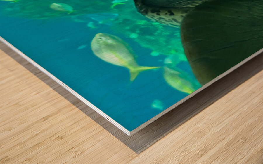 Sea Tortoise Wood print